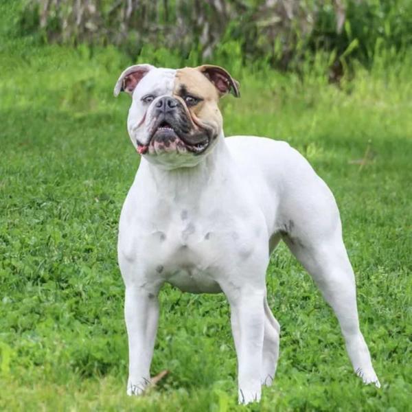 NLAB's Tori the Tornado | American Bulldog 