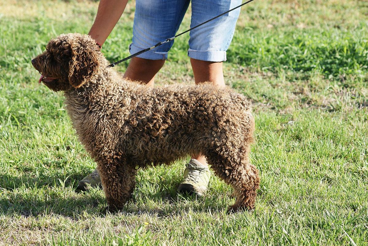 Ancla de Gaidovar | Spanish Water Dog 