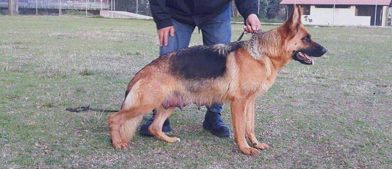 Babalu von der Rozenknopf | German Shepherd Dog 