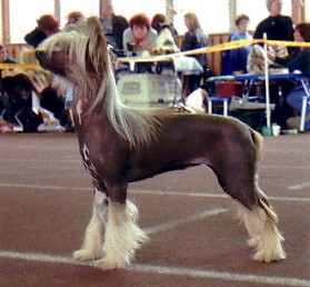 Grenlandia Sasquehanna | Chinese Crested 