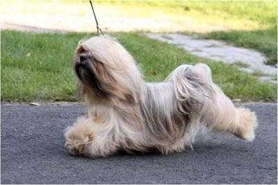 CHIC CHOIX JULIA AUGUSTI | Lhasa Apso 