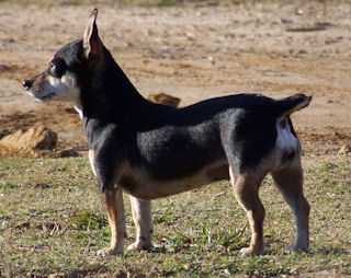 Run-N-Ridges Elsie Jo | Teddy Roosevelt Terrier 