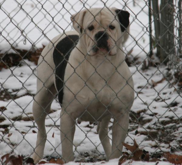 Blount's Amazin' Grace | American Bulldog 