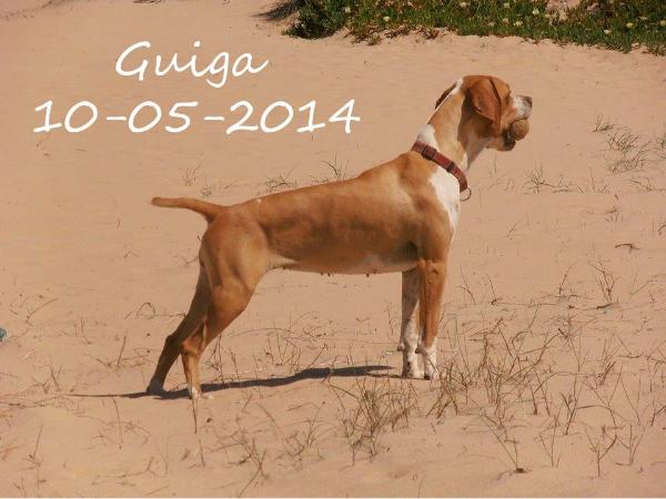 Guiga da Flor da Ria | Portuguese Pointer 