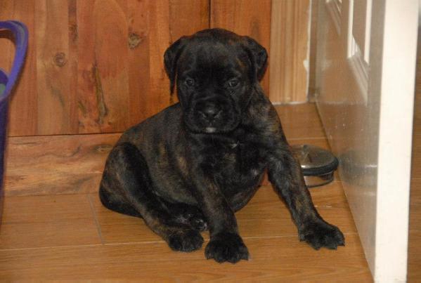 Ardhub black azz  koal at mastino | Bullmastiff 