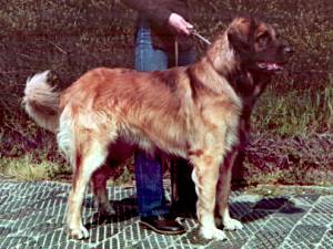 Nikito v. Chrumelbach | Leonberger 