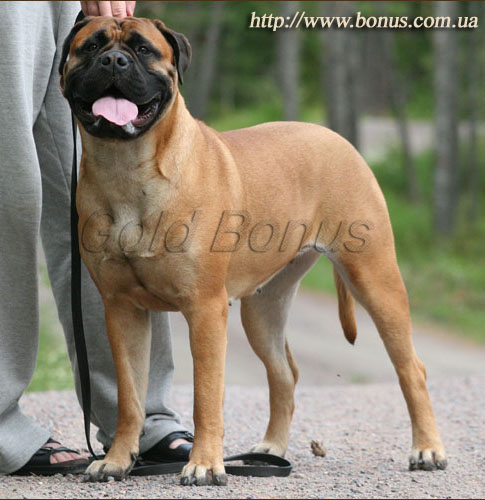 BULLERO`S LOLITA | Bullmastiff 