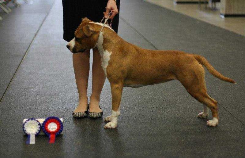 Wild Girl Cosa Nostra Impero | American Staffordshire Terrier 