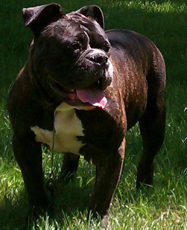 Vega's Fiera | Olde English Bulldogge 