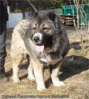 TVERSKAYA ZHEMCHUZHINA FORTUNA | Caucasian Mountain Dog 