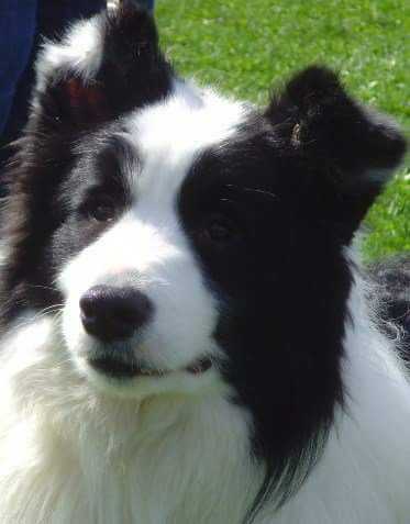 WILFRED DE LAS PRADERAS | Border Collie 