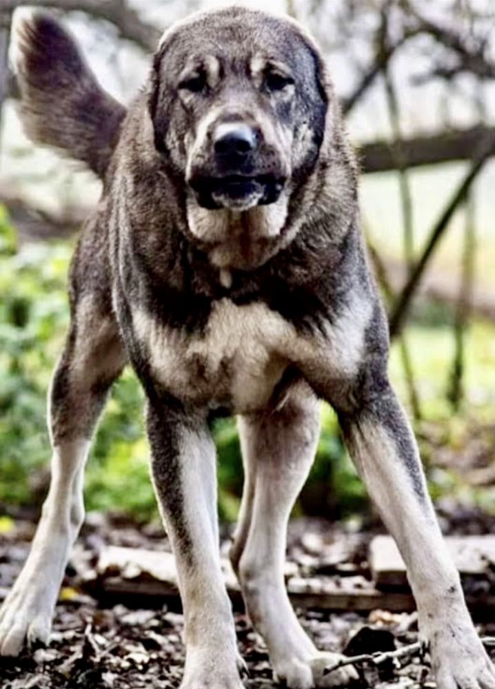 Seyla | Central Asian Shepherd Dog 