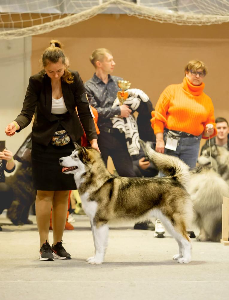 ICE JEWERLY PRADA | Alaskan Malamute 