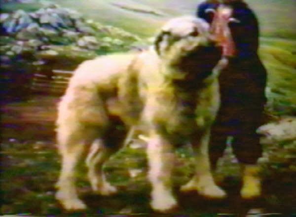 Barak Restelicki od Arif Age | Yugoslavian Shepherd Dog-Sarplaninac 