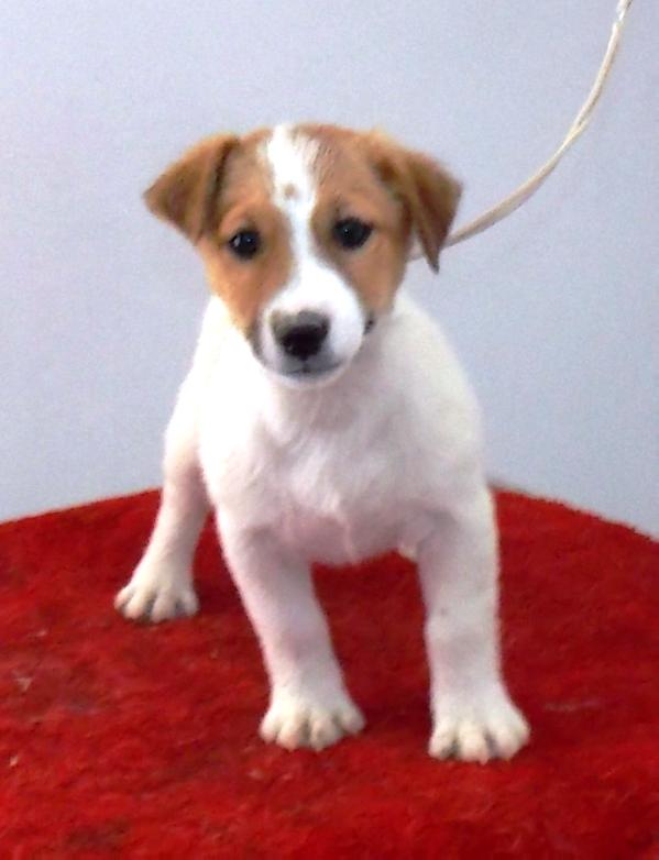 Royal di san ruffino jack furios | Jack Russell Terrier 