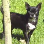 De Angelo le Petit de Mopané | Chihuahua 