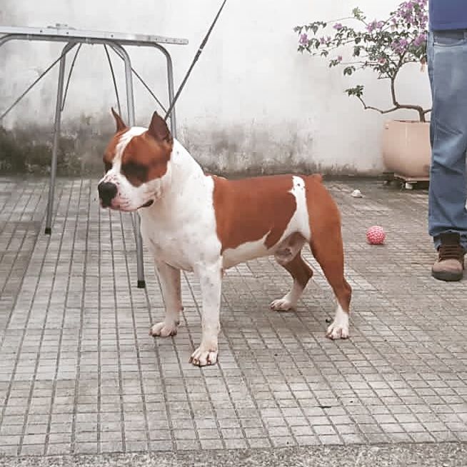 American Dark Tito | American Staffordshire Terrier 