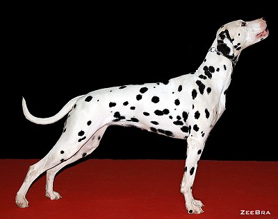 Bright Honeymoon of Wolfcubs | Dalmatian 