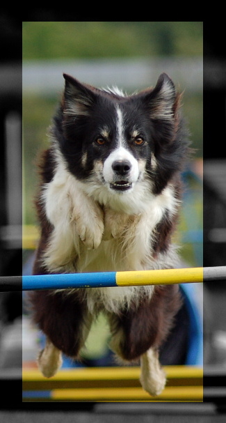 Ted from Scottish Roy vom Beutenhof | Border Collie 