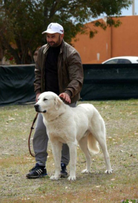 Akim Rodolfo Di Zio | Central Asian Shepherd Dog 