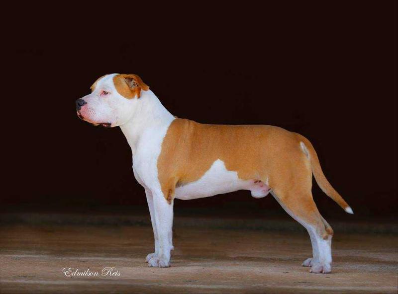 Buffalo Soldier da Terra de Gaya | American Staffordshire Terrier 
