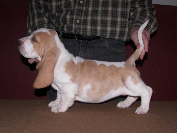 Wild Willow v. Grunsven | Basset Hound 