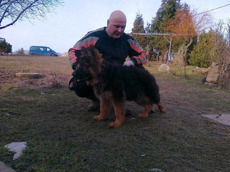 Kacper | German Shepherd Dog 