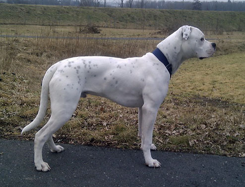 Redwoods Inspector Bo | American Bulldog 