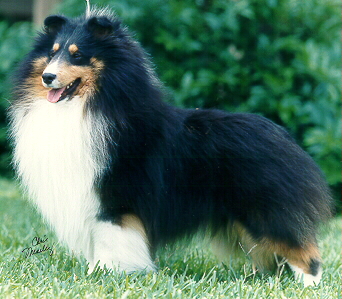 Dundee Amos Moses | Shetland Sheepdog 