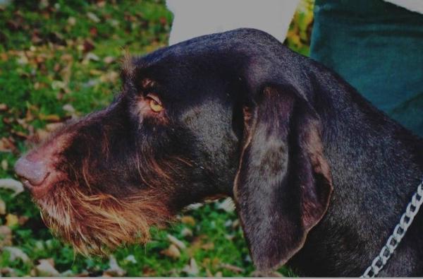 Ignaz vom auholz | German Wirehaired Pointer 