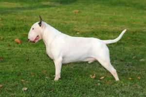 Grisse Basse Wrist O Crat | Bull Terrier 