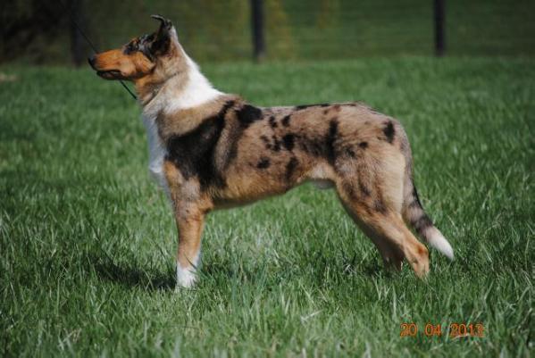 Dunnideer's Tartanside Dragon Rider | Smooth Collie 