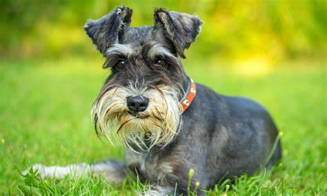 Miniature Schnauzer