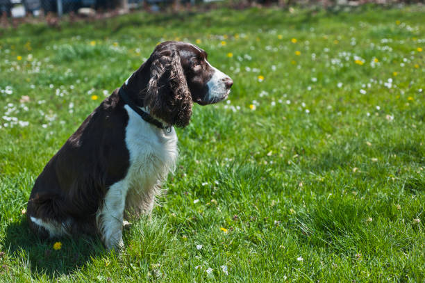 American Water Spaniel