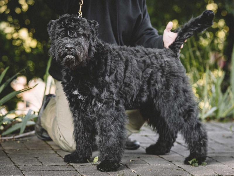 Fleur Chilli North Carpaty | Bouvier des Flandres 