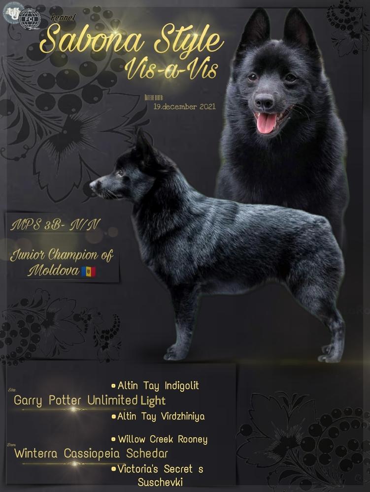 SABONA STYLE VIS-A-VIS | Schipperke 