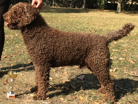 Costano Wavelet | Spanish Water Dog 