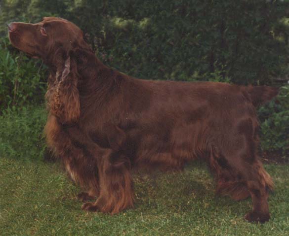 Brooklet's Norbert | Field Spaniel 