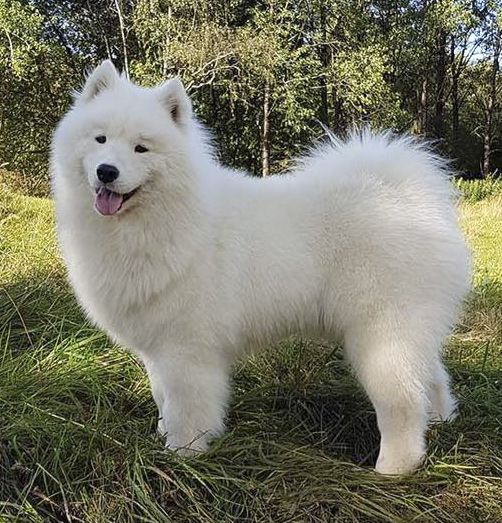 Rajumas Gina Of Billie | Samoyed 