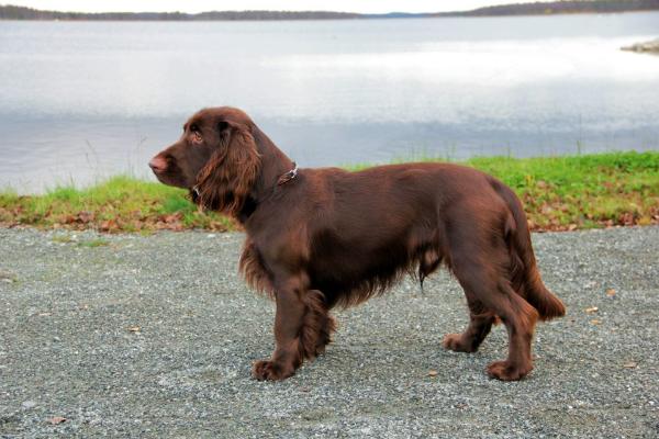 Icemint Kultakuutamo | Field Spaniel 