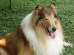 Marnus gold strike timber creek | Rough Collie 