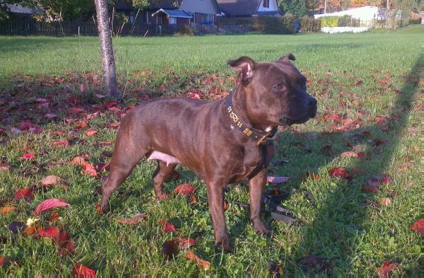 Northstaff Guns N Roses | Staffordshire Bull Terrier 