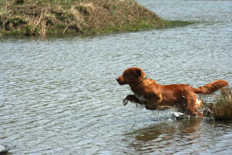 Brandywine Bit of a Gamble | Nova Scotia Duck Tolling Retriever 