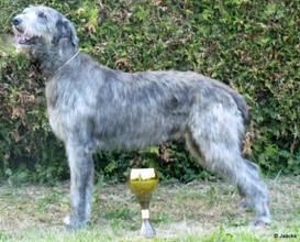 Mighty Hunter's Quartermain | Irish Wolfhound 