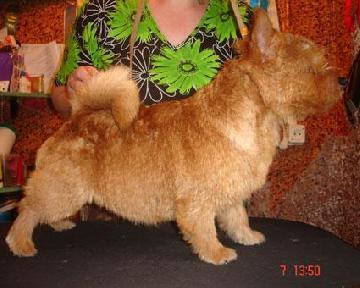 Angus Des Vignes Bleues | Norwich Terrier 