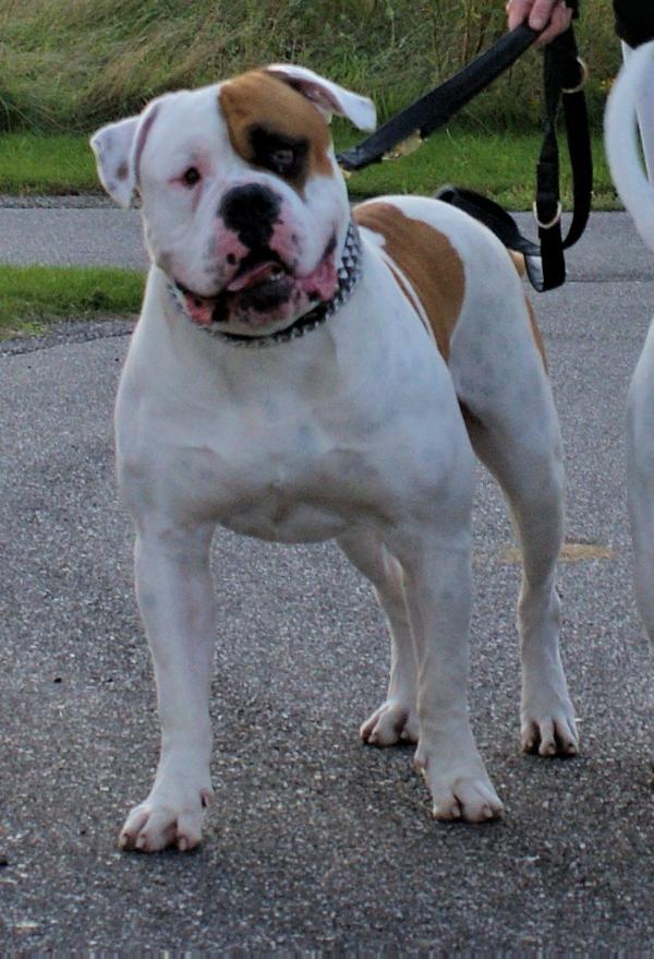 Unlimited bulls Harley | American Bulldog 