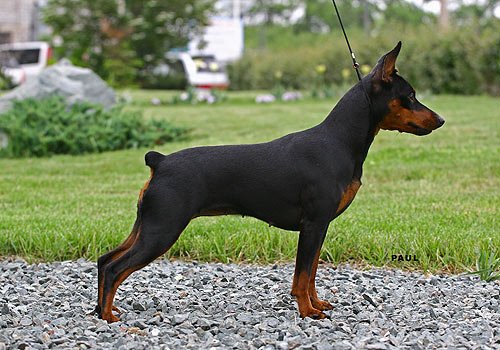 Vivat Mak Daimond Fantastika | Miniature Pinscher 