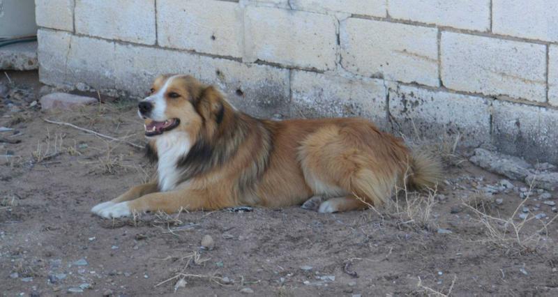 Cimarron Jesse Stone | English Shepherd 