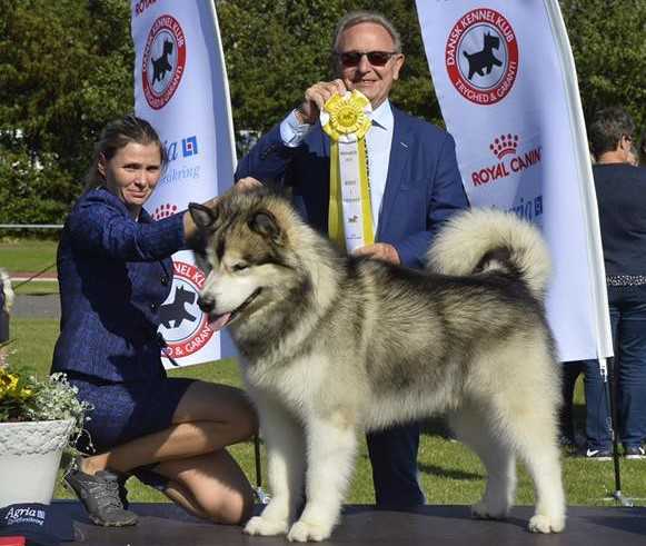 Juneau's Golden Dream | Alaskan Malamute 