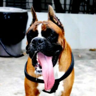 Wonder Dog's Quentin | Boxer 